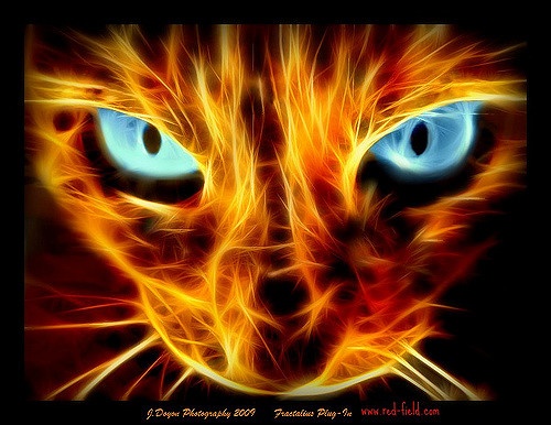 Image: Lurking cat represents a Communication Crisis Image: Lurking cat represents a Communication Crisis