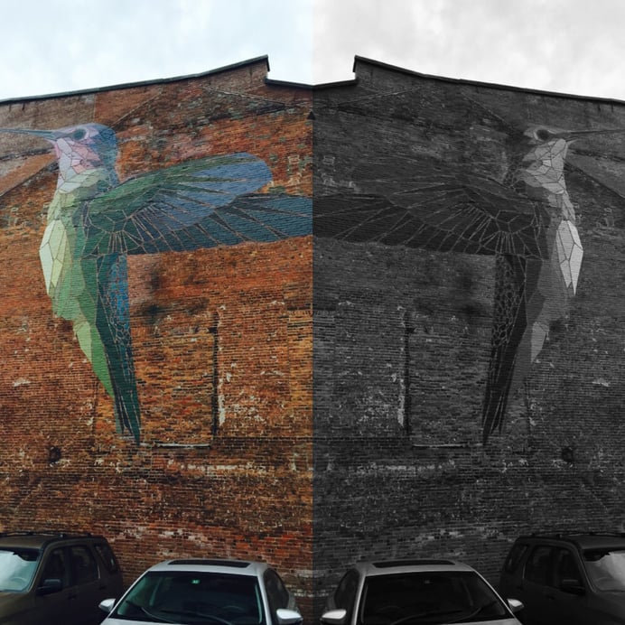 Image Selection for the Mission-Driven. Humingbird in color v. black/ white