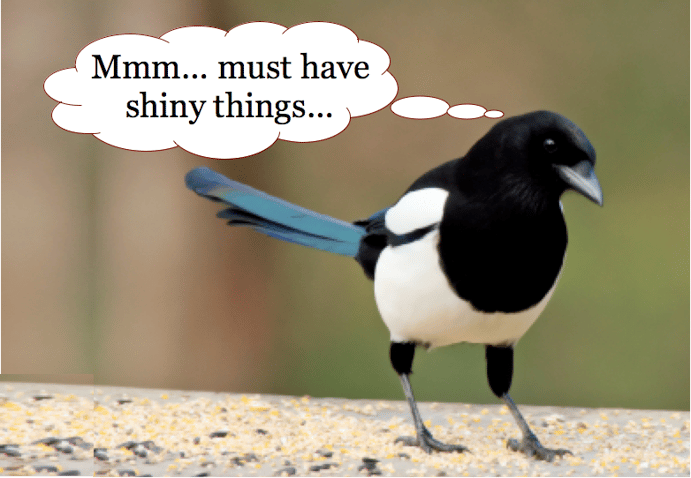 Magpie2 bird_i-love-shiny-things