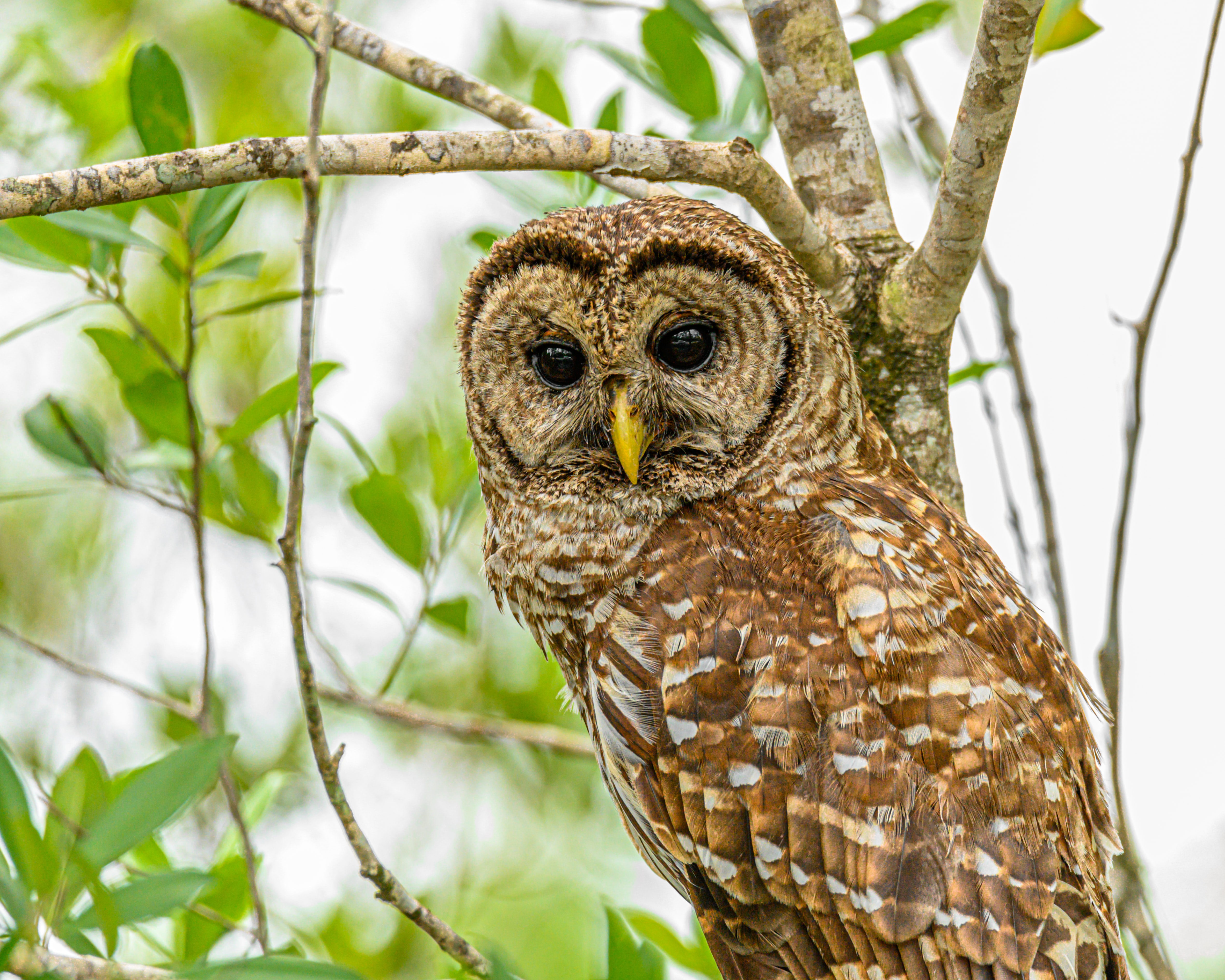 Barred-Owl_richard-sagredo-wS_-fEM-mis-unsplash