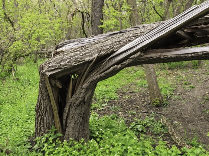 Climate change Storm damage Broken tree in woods, springtime.jpeg