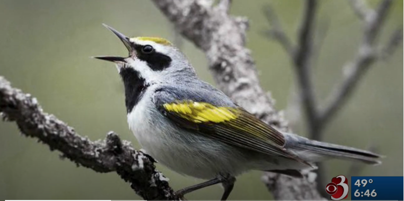 Bird-Friendly-Maple-Project_WCAX_4-2-19