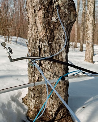 maple-tree-with-taps_Audubon-Vermont