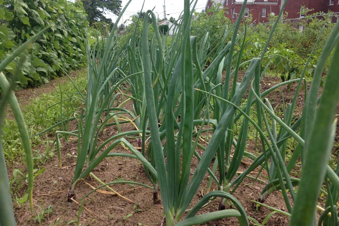 marketing is like gardening—onions