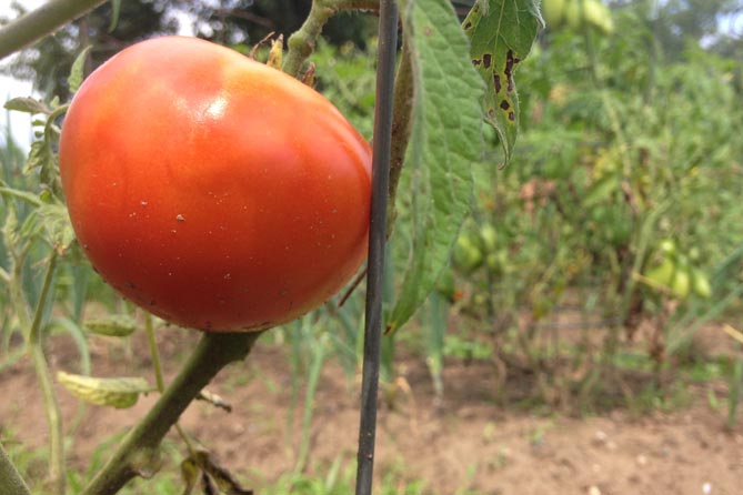 marketiing is like gardening—tomato