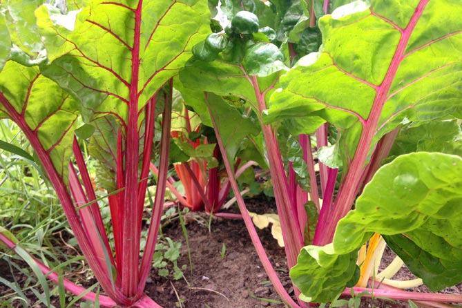 marketing is like gardening—chard