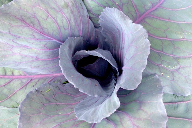 marketiing is like gardening—cabbages