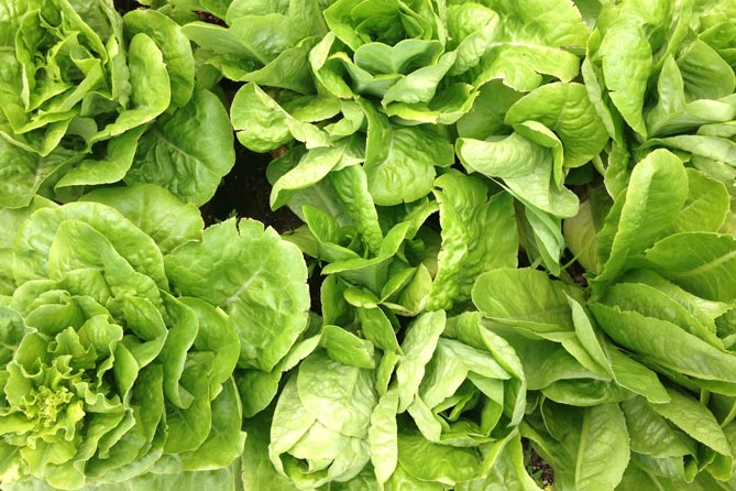 marketing is like gardening—romaine