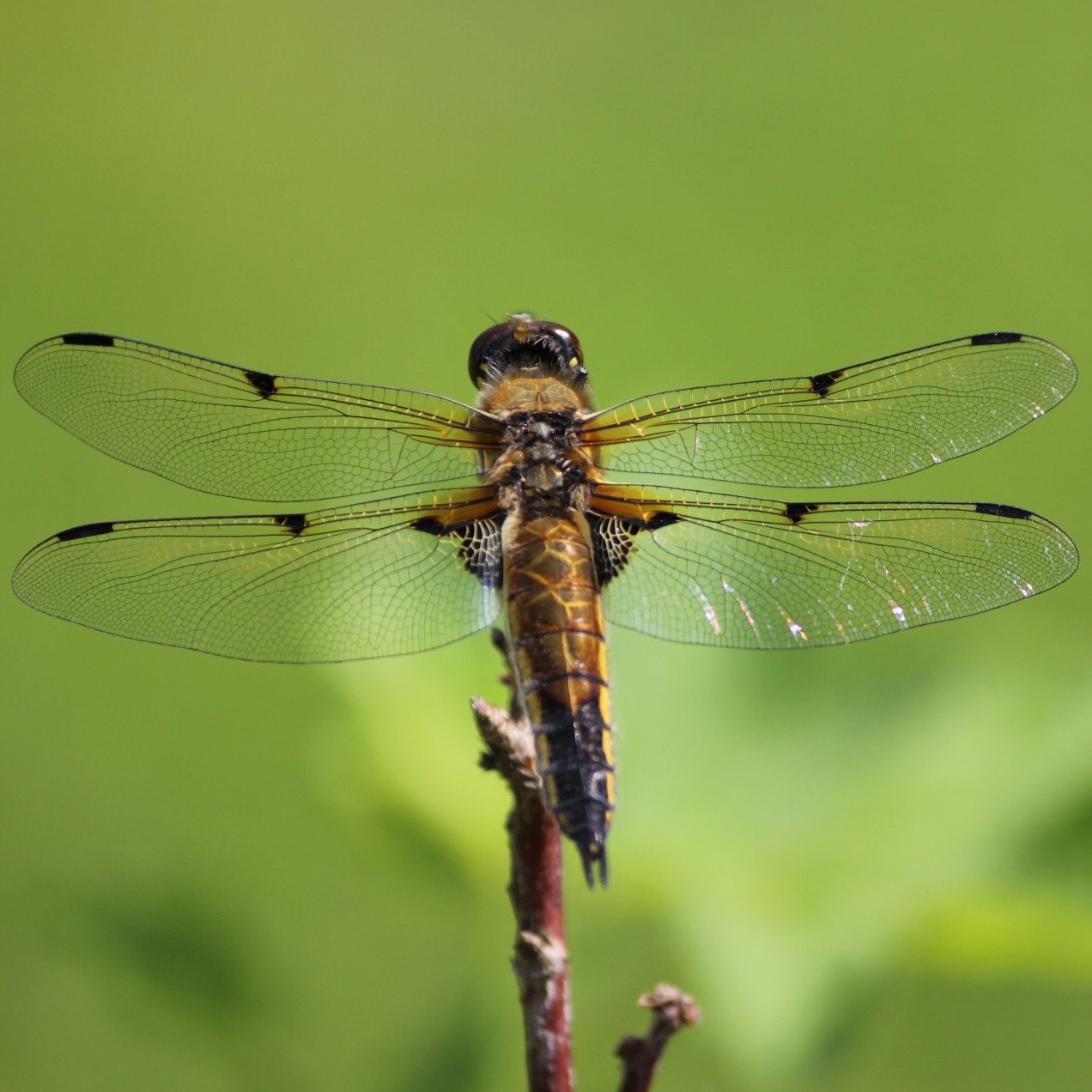 A dragonfly rests on a twig.