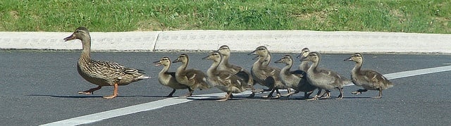 Image of a mamma duck followed by a flock of ducklings